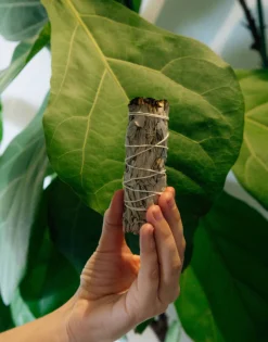 Atado Salvia Blanca